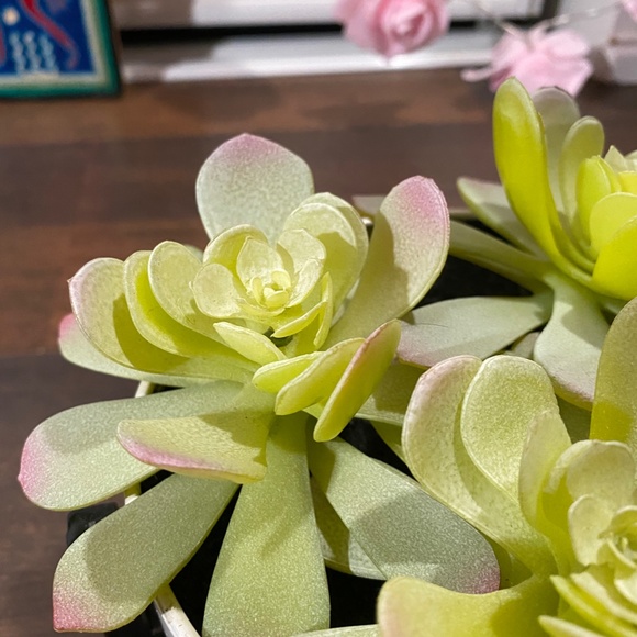 Faux Succulent in White Pot in Metal Pot 5-1/4 inch wide - Picture 5 of 5